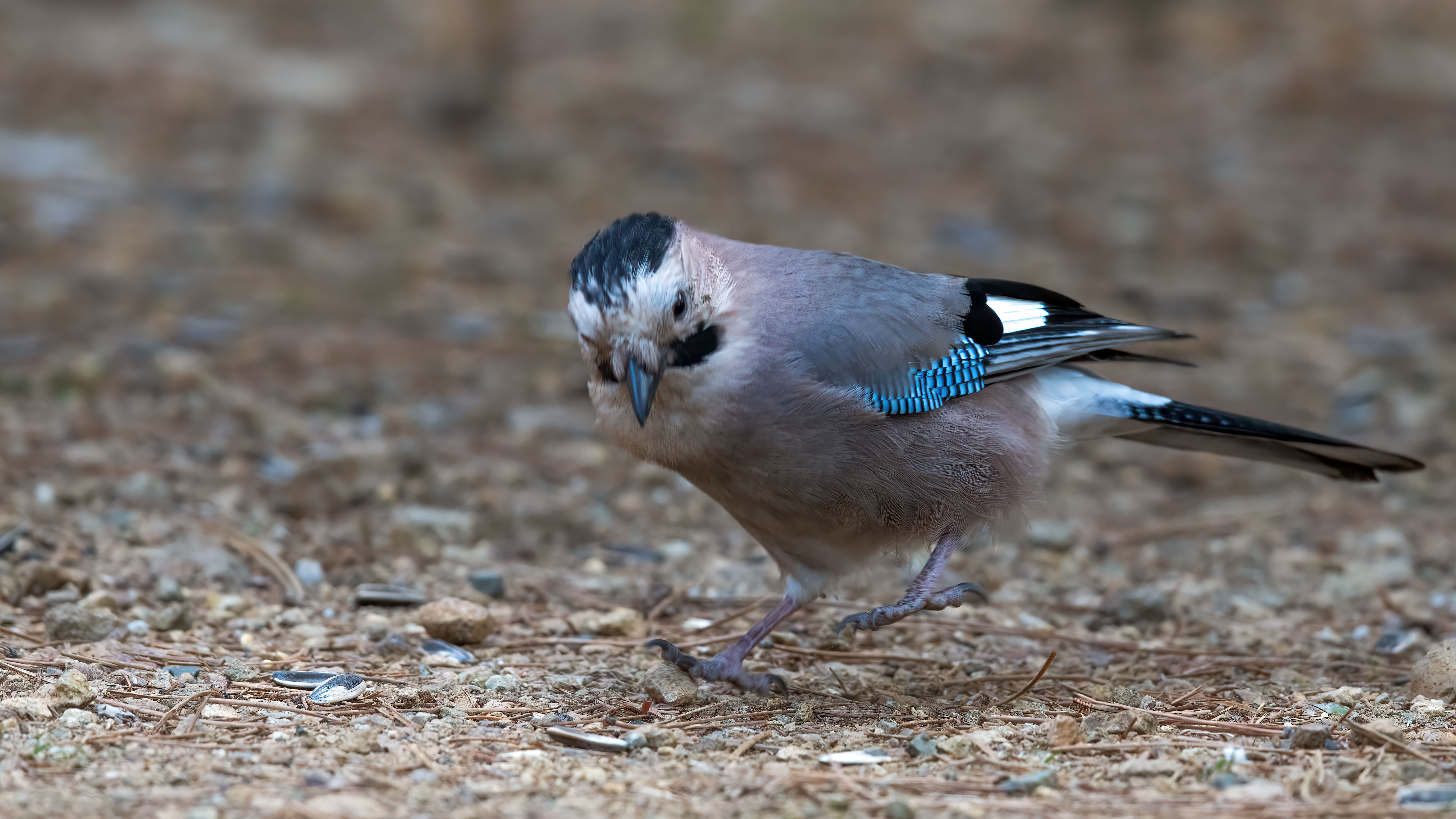 Eurasian Jay